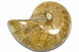 Cut & Polished Jurassic Nautilus Fossil (Half) - Madagascar #365524-1